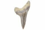 Fossil Ginsu Shark (Cretoxyrhina) Tooth - Kansas #219147-1